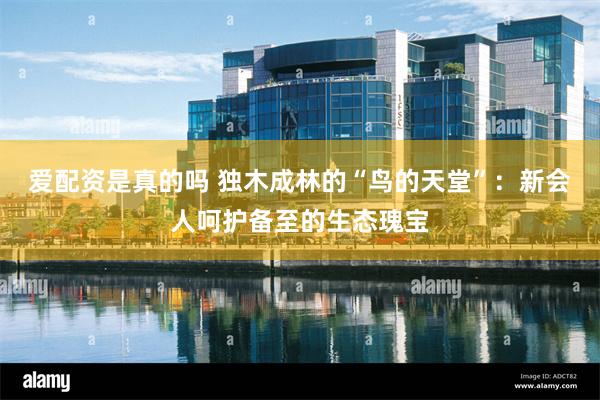 爱配资是真的吗 独木成林的“鸟的天堂”:新会人呵护备至的生态瑰宝